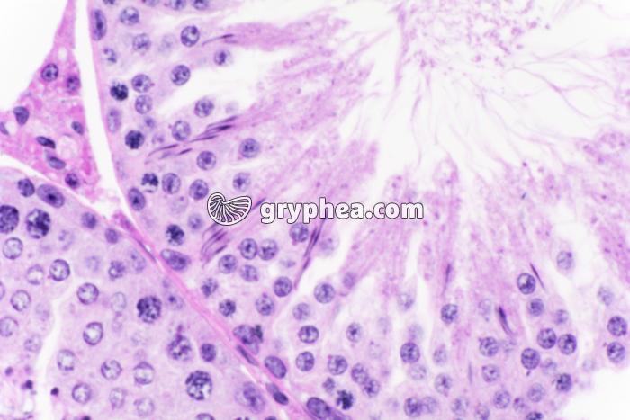 Méioses dans testicule de Cobaye x200 - gryphea.com